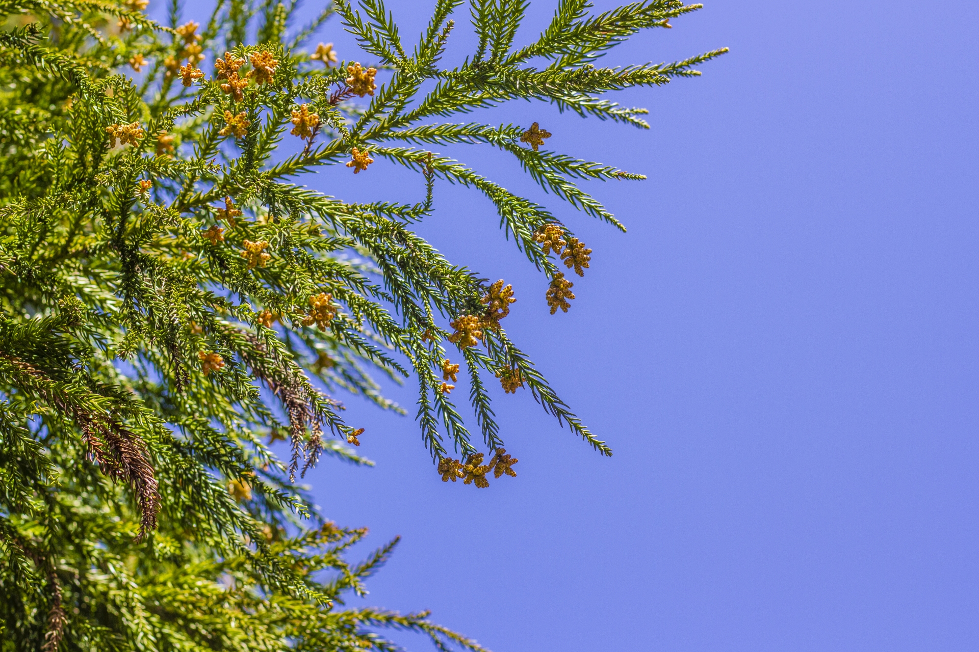 帰宅後に花粉・ホコリを素早く除去するパワフル吸じん運転